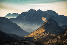 a bird sitting on top of a mountain