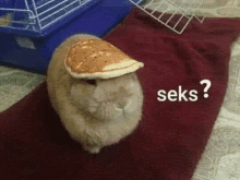 a rabbit wearing a pancake on its head .