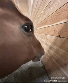a close up of a dog 's face with a tiktok comment from @thickynicky666