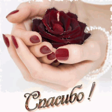 a woman with red nails is holding a red rose in her hands with the words спасибо written below it