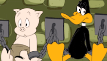 a pig and a duck are chained together