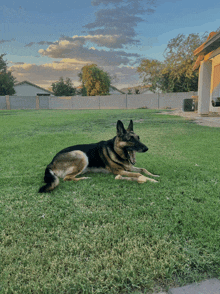 a german shepherd dog is laying in the grass with its mouth open