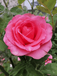 a pink rose with water drops on it