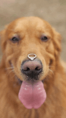 a close up of a dog with a wedding ring on its nose