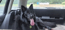 a black dog laying in the back seat of a car with its tongue hanging out