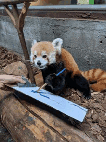 a red panda is painting a picture with a person 's hand .