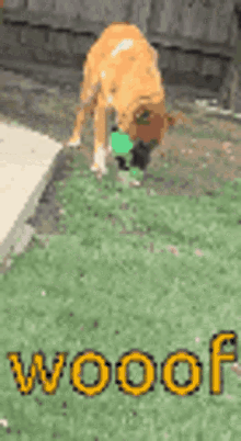 a dog is playing with a frisbee in a yard and the word woof is visible in the background .