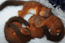 a group of squirrels sleeping in a circle on a white blanket