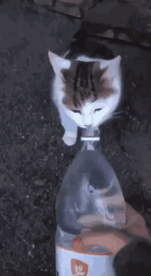 a cat is sitting on top of a plastic bottle of water .