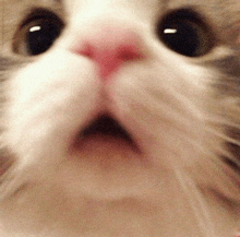 a close up of a cat 's face with a surprised look on it 's face