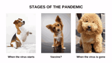 three pictures of dogs with the words stages of the pandemic above them