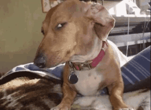 a brown dog wearing a pink collar with a tag that says ' i love you '