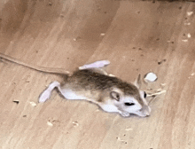 a small brown and white mouse is crawling on a wooden floor