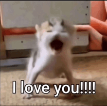 a kitten is screaming and saying `` i love you '' while standing on its hind legs .
