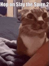 a cat is sitting on a bed with the words hop on slay the spire 2 above it