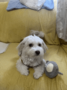 a small white dog laying on a yellow couch