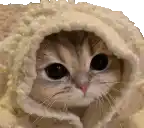 a cat is wrapped in a blanket and looking out from underneath it .
