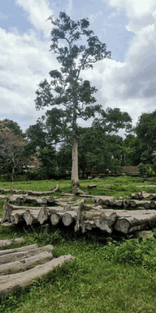 a large tree stands in the middle of a field