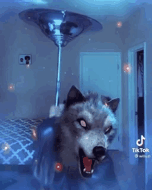 a wolf is standing in a room next to a lamp .