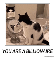 a black and white cat looking at itself in a mirror