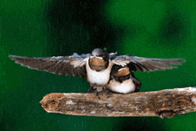 two birds perched on a branch in the rain with their wings outstretched