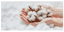 a person is holding a pile of cotton balls in their hands .