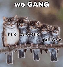 a group of kittens sitting on a branch with the words we gang written above them