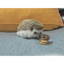 a hedgehog is looking at a stack of pancakes on a bed