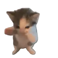 a gray and white kitten is standing on its hind legs and looking at the camera .