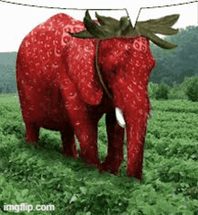 an elephant made out of strawberries is standing in a field of strawberries .