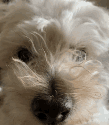 a close up of a white dog 's face looking at the camera