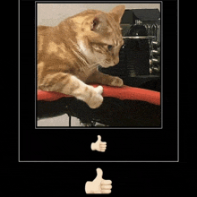 a cat giving a thumbs up next to a thumbs down