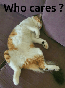 a cat laying on its back on a purple couch with the words who cares written above it