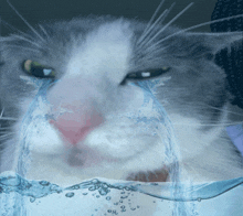 a gray and white cat with water coming out of its nose