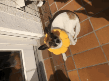 a brown and white dog wearing a yellow flower cone on its head