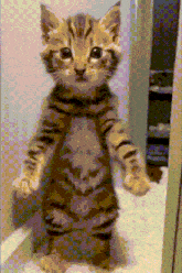 a pixelated image of a kitten standing up on its hind legs