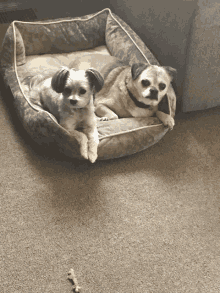 two small dogs laying in a dog bed on a carpet