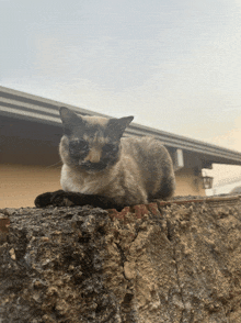 a cat laying on top of a brick wall