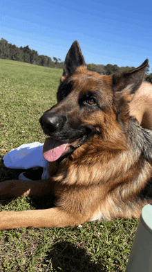 a german shepherd dog is laying in the grass with its tongue out