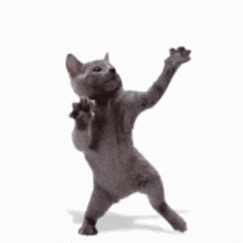 a gray cat is standing on its hind legs with its paws up in the air .