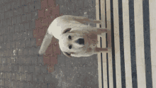 a white dog standing on a striped floor looking up