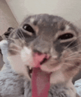 a close up of a cat 's face with its tongue out