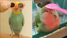 a green parrot wearing sunglasses next to a pink spoon .