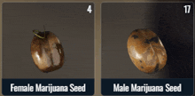 a picture of a female marijuana seed and a male marijuana seed