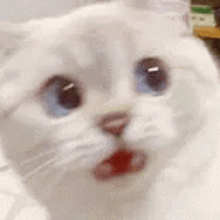 a close up of a white cat with blue eyes and red lips .