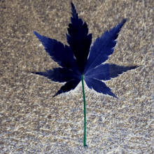 a blue marijuana leaf with a green stem on a concrete surface