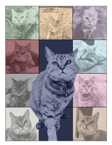 a collage of pictures of a cat with different colors and shades