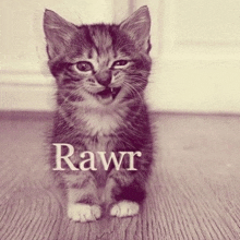 a kitten is sitting on a wooden floor with the word rawr written on the bottom