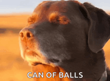 a close up of a dog with the words can of balls written below it