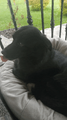 a black dog laying on a white pillow on a porch